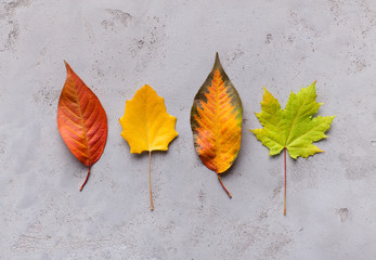 Wall Mural - Bright and creative composition of different autumn leaves