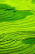 Aerial view on the rice fields of Tu Le valley, between Nghia Lo and Mu Cang Chai.  Abstract lines of rice fields. 