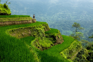 Young woman hiking through the terraced rice fields of Hoang Su Phi district, Ha Giang province. Scenic mountaneous area of Hoang Su Phi, Northern Vietnam. 