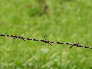 barbed wire close-up in front of green meadow