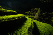 Landscape Of Vietnam, Terraced Rice Fields Of Hoang Su Phi District, Ha Giang Province. Spectacular Rice Fields. 