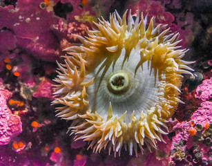 An sea anemone on the Pacific Ocean sea floor with colorful pink coralline algae.