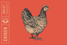 Graphical Drawn Chiken On Red Background. Hand-drawn Retro Picture With A Poultry In An Engraving Style. Can Be Used For Menu Restaurants, For Packaging In Markets And Shops. Vector Illustrations.