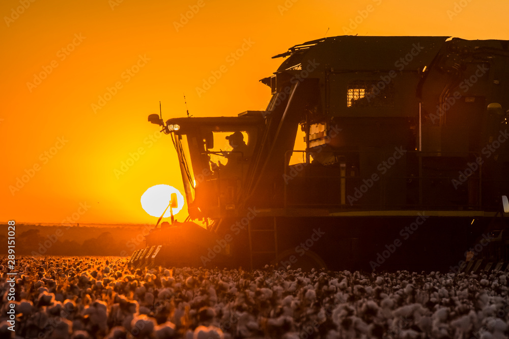 Cotton Harvest with Sunset Machines - obrazy, fototapety, plakaty 