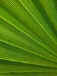 © Nohelli - palm leaves background
