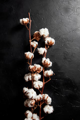 Wall Mural - Cotton plant. Branches of white fluffy cotton flowers on dark black stone background. Organic material used in the manufacture of natural fabrics and other products