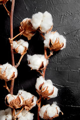 Wall Mural - Cotton plant. Branches of white fluffy cotton flowers on dark black stone background. Organic material used in the manufacture of natural fabrics and other products