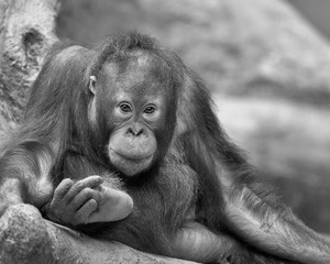 Wall Mural - Young male orangutan relaxing on rocky surface