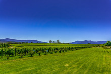 Vineyards Of Beautiful Yarra Valley—an Australian Wine Region And An Important Destination For Enotourism, Located East Of Melbourne, Victoria, Australia.