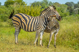 Fototapeta Sawanna - Beautiful African Burchell's zebra in an African game reserve during safari