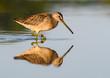Long-billed Dowitcher with Reflection Foraging on the Pond