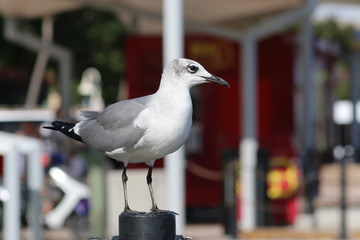 Canvas Print - Seagull