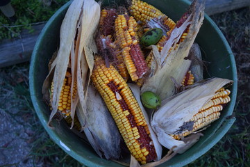 Sticker - Field Corn