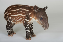 Brown Tapir Animal