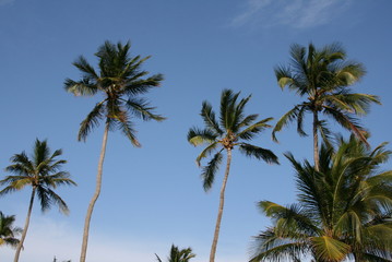 Poster - Coconut Tree