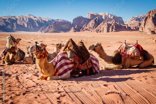 Camels resting in Wadi Rum dessert in Jordan Poster Mural XXL