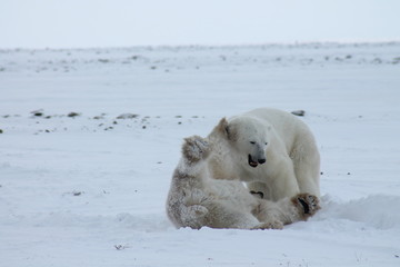 Wall Mural - two polar bears playing