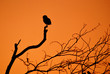 © GiMuzzo - tree, sky, nature, sunset, bird, silhouette, dusk, orange, bird, dawn, animal, landscape, outdoor, winter, cackle, fauna, autumn, owl, owl, backlight, thinking, evening, sunset, twilight