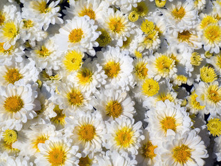 Wall Mural - Summer autumn blossoming yellow and white chrysanthemum flowers background, fall floral card. Concepts: background