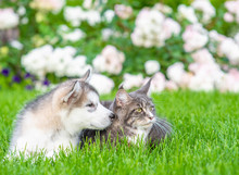 Adult Maine Coon Cat And Alaskan Malamute Puppy Lying Together On Green Summer Grass And Looking Away On Empty Space