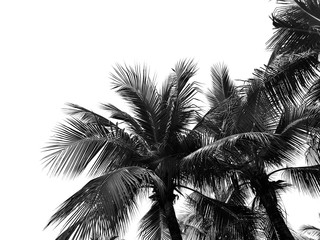 Palm leaves isolated  on white background with copy space.Black and white picture.coconut tree