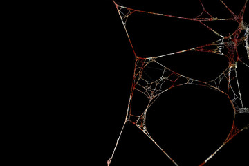 Spider web or cobweb is marked with bloodstains on black background, Bloody scary and horror