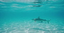 Underwater Shot Of A Black Tip Reef Shark Swimming And Casting A Shadow Along A Clean Sandy Ocean Floor With Interesting Light Textures