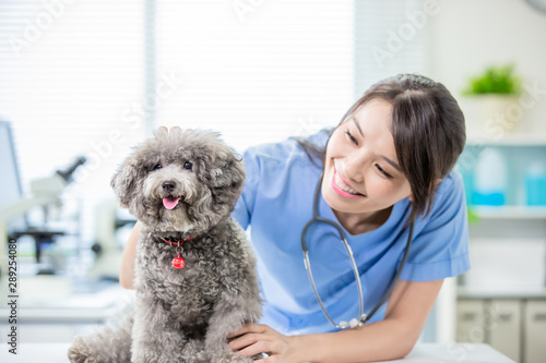Obraz Dibond pet dog and the vet