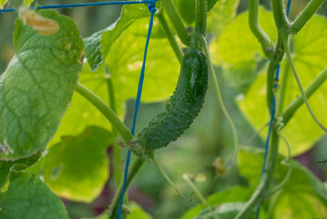 Canvas Print - Fresh and ripe Cucumber in the summer garden