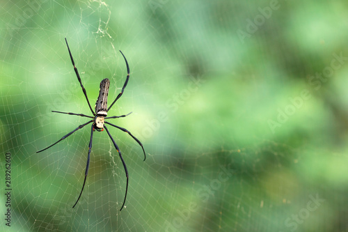 Giant Spider Nephila Banana Spiders Golden Silk Orb Weavers