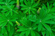 Lupinus or lupine leaf close up with blurred background