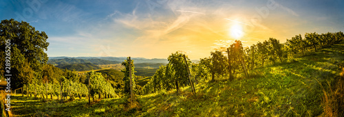 Fotografía Autumn panorama of Grape rows on vineyard in Austrian town Kitzeck im Sausal Lei