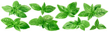 Fresh Green Basil Set Isolated On White Background