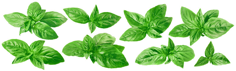 Wall Mural - Fresh green basil set isolated on white background