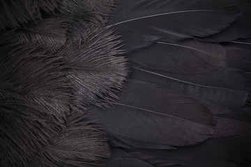 Wall Mural - black feathers abstract background. top view, flat lay