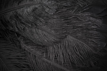 Wall Mural - black feathers abstract background. top view, flat lay