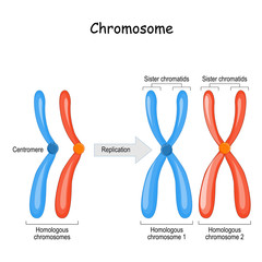 Wall Mural - difference between homologous chromosomes, a pair of homologous chromosomes, and Sister chromatids