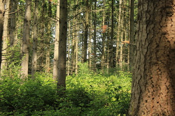 Fototapeta las brzoza słońce pejzaż park