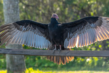 Turkey Vulture Spreads His Wings To Dry Them - Florida