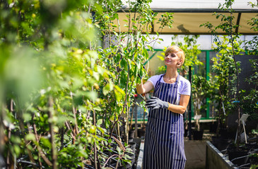 Garden center employee supervises the plants