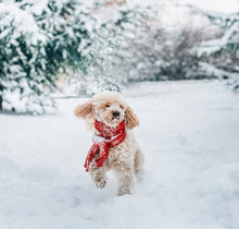 Cute And Funny Little Dog With Red Scarf Playing In The Snow. Happy Puddle Puppy Having Fun With Snowflakes.