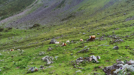 herd of cows grazing in a field