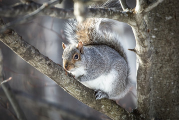 Wall Mural - grey squirrel