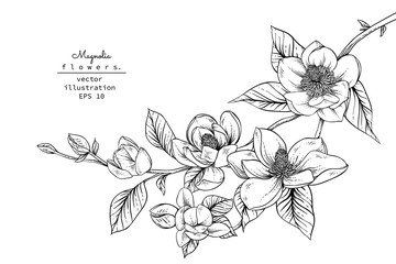 Wall Mural - Sketch Floral Botany Collection. Magnolia flower drawings. Black and white with line art on white backgrounds. Hand Drawn Botanical Illustrations.Vector.