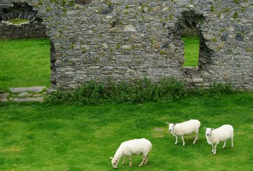 Wall Mural - Flock of Sheep Grazing on Grass Near Stone Wall Ruins