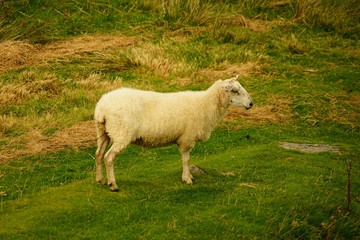 Wall Mural - Sheep Grazing on Grass in a Meadow