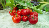 Fototapeta Kuchnia - Cherry Thai or Acerola cherries fruit on the tree, high vitamin C and antioxidant fruits. Selective focus.
