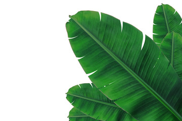banana leaf on isolate and white background.