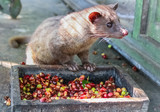 Fototapeta Do pokoju - Luwak (civet cat) eating coffee bean : Luwak Coffee is the world most expensive coffee