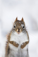 Wall Mural - red squirrel